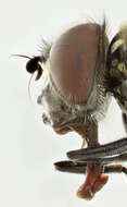 صورة Cheilosia variabilis (Panzer 1798)