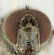 صورة Cheilosia variabilis (Panzer 1798)