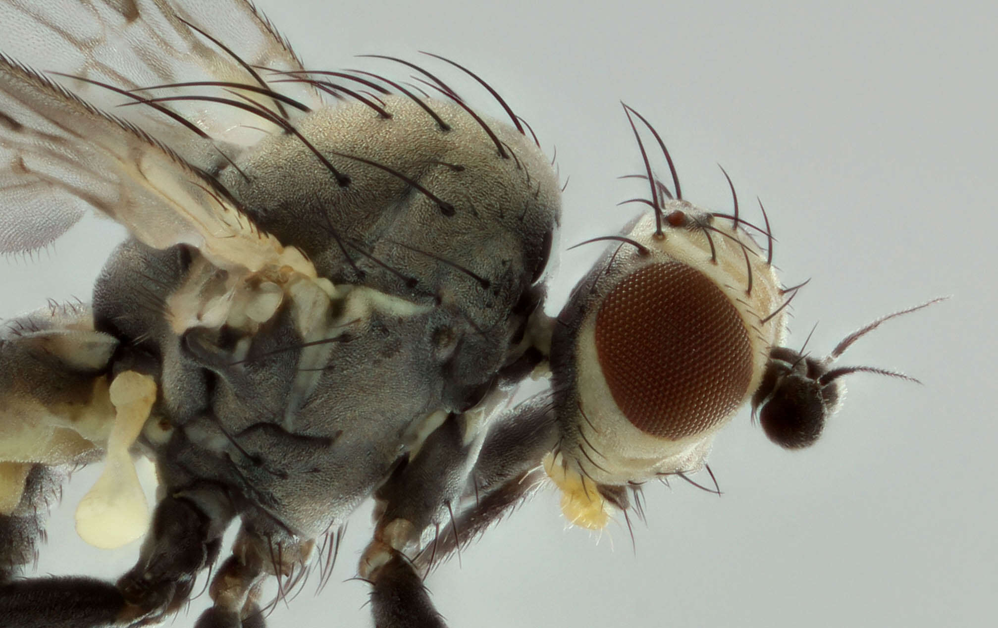 Image of Chromatomyia horticola Goureau 1851