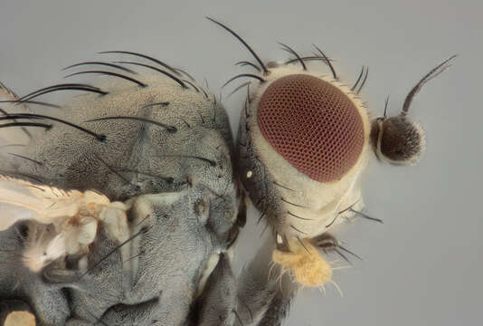 Imagem de Chromatomyia horticola Goureau 1851