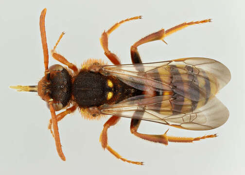 Image of Nomada lathburiana (Kirby 1802)