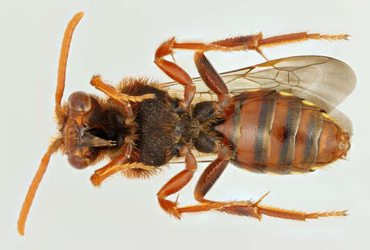 Image of Nomada lathburiana (Kirby 1802)