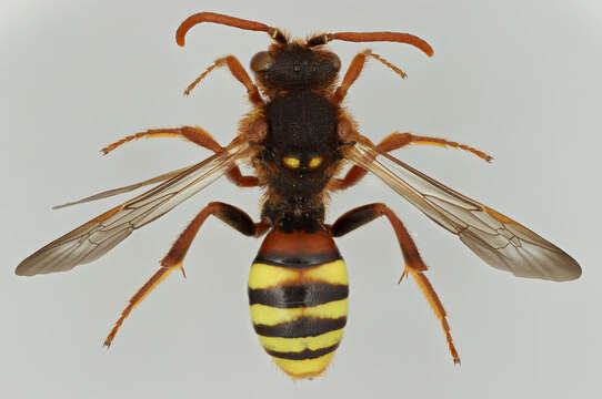 Image of Nomada lathburiana (Kirby 1802)