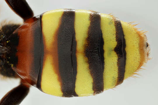 Image of Nomada lathburiana (Kirby 1802)