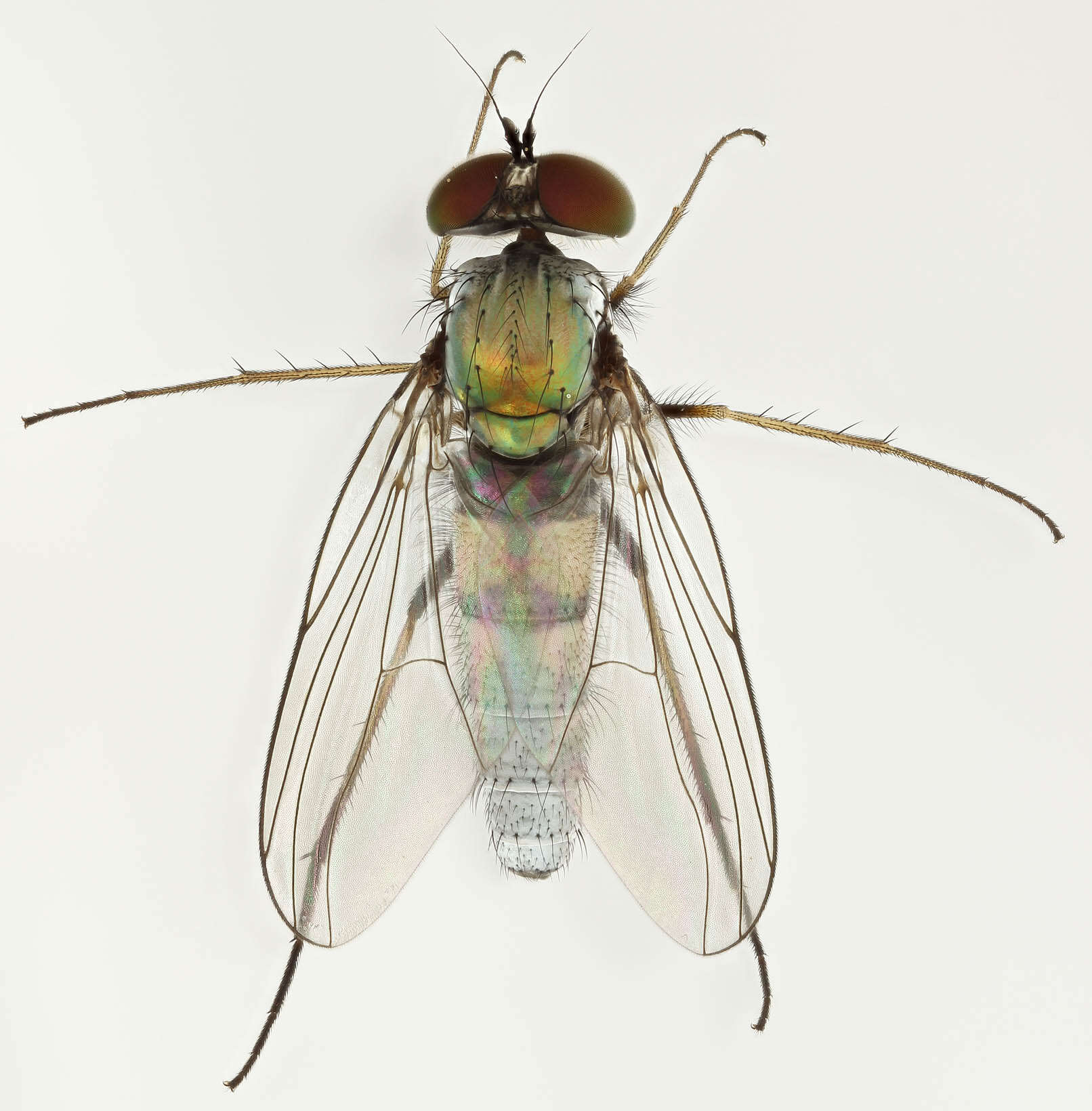 Image de Argyra leucocephala (Meigen 1824)