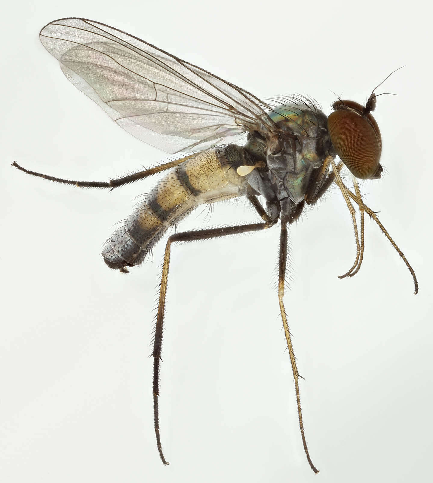 Image of Argyra leucocephala (Meigen 1824)
