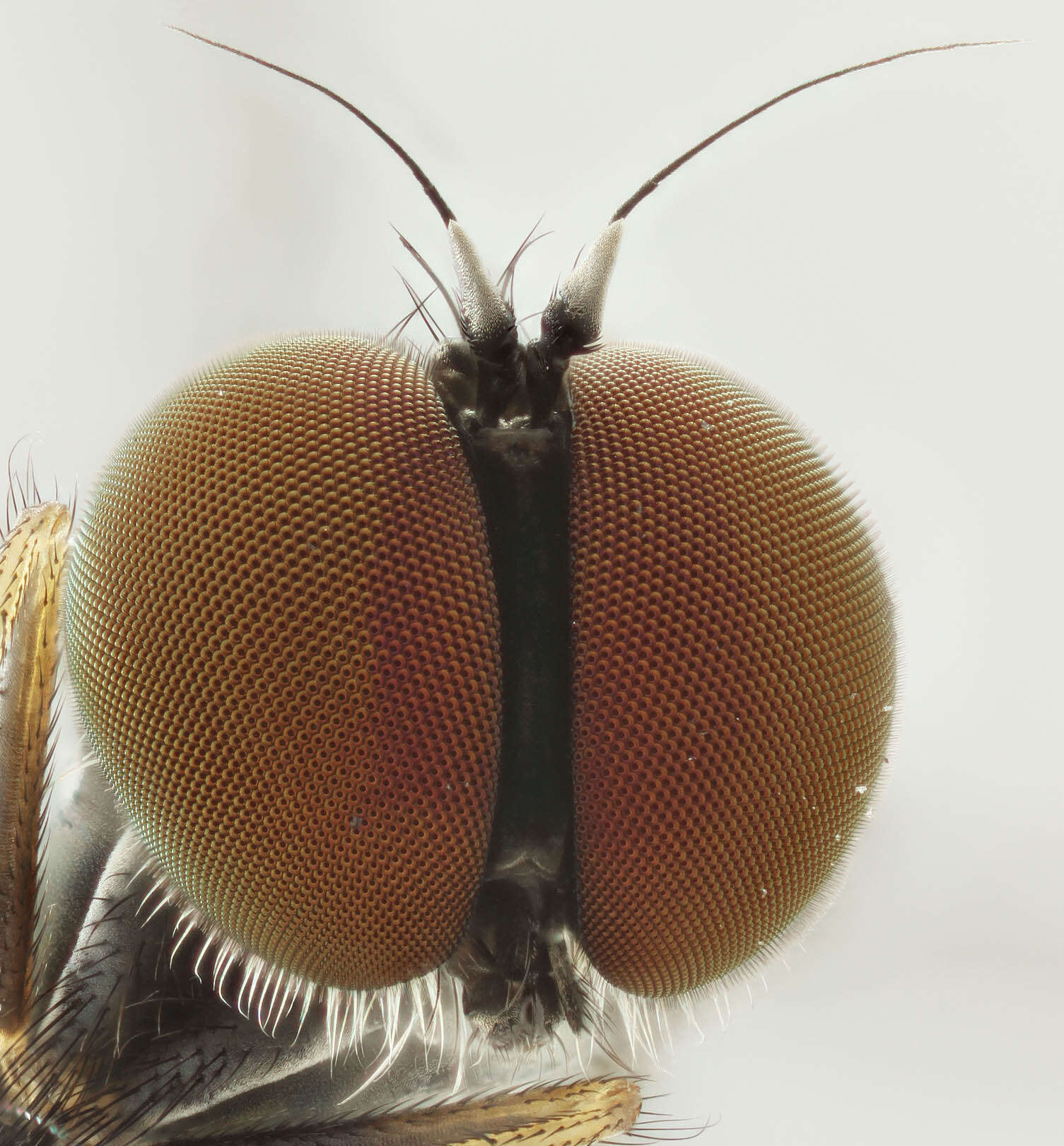 Image of Argyra leucocephala (Meigen 1824)