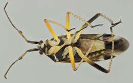 Image of Harpocera thoracica (Fallen 1807)