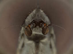 Image of Cheilosia ranunculi Doczkal 2000