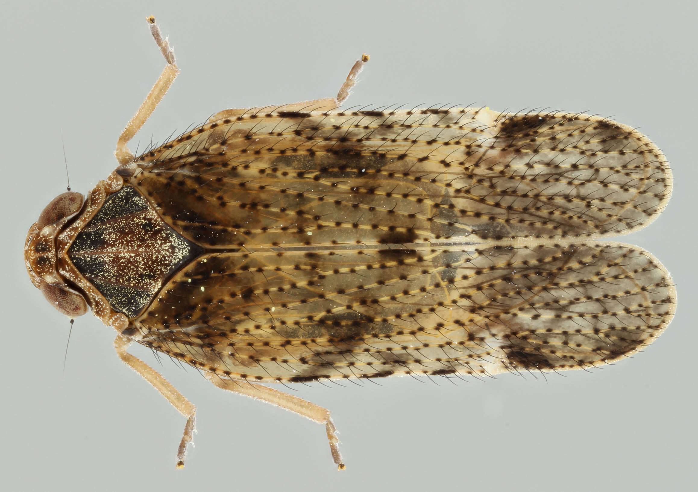 Image of Tachycixius (Tachycixius) pilosus (Olivier 1791)