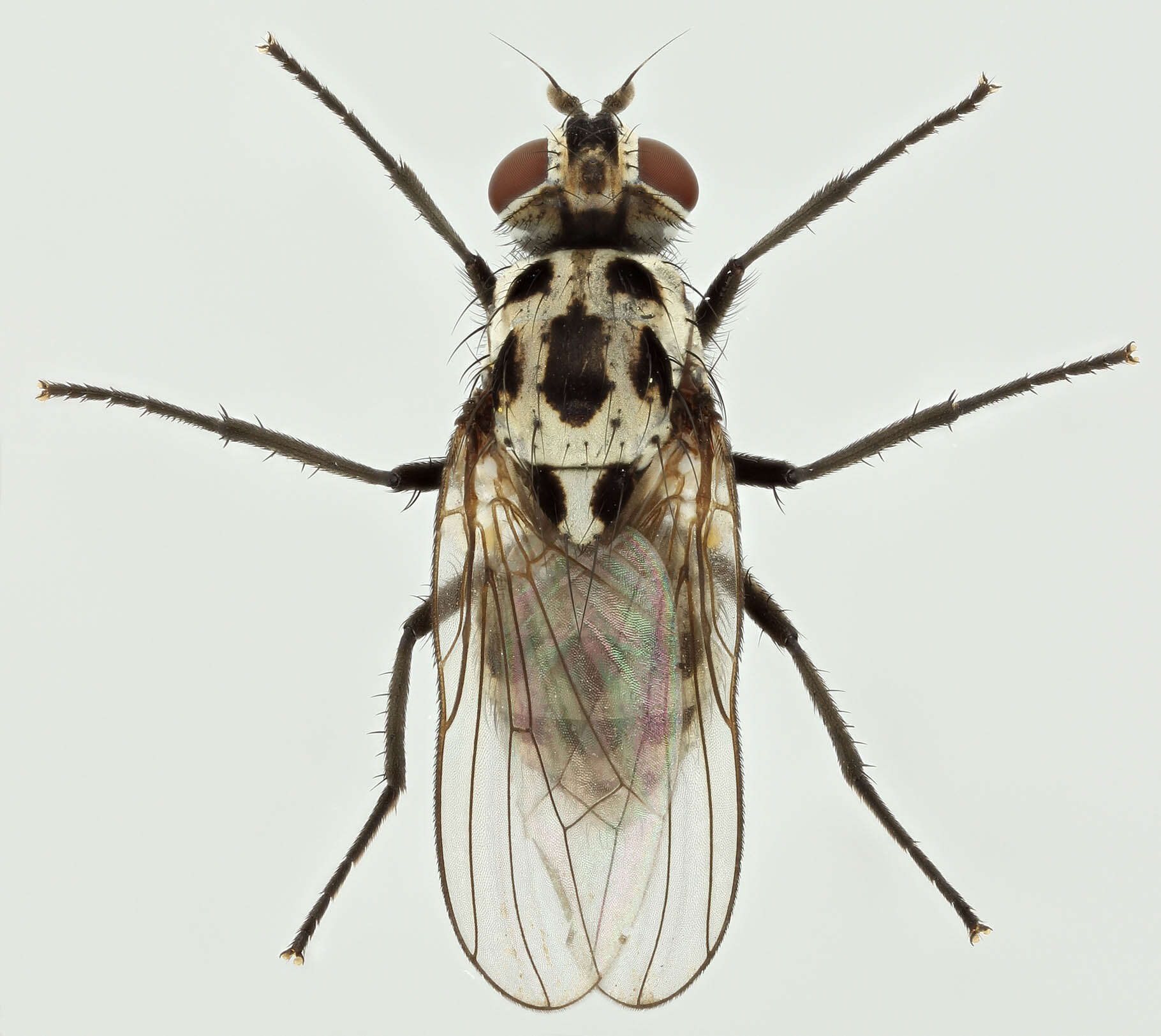 Plancia ëd Anthomyia pluvialis (Linnaeus 1758)