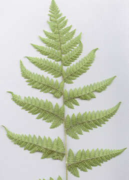 Imagem de Dryopteris carthusiana (Vill.) H. P. Fuchs