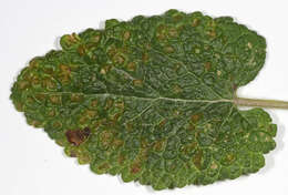 Imagem de Puccinia annularis (F. Strauss) G. Winter 1881