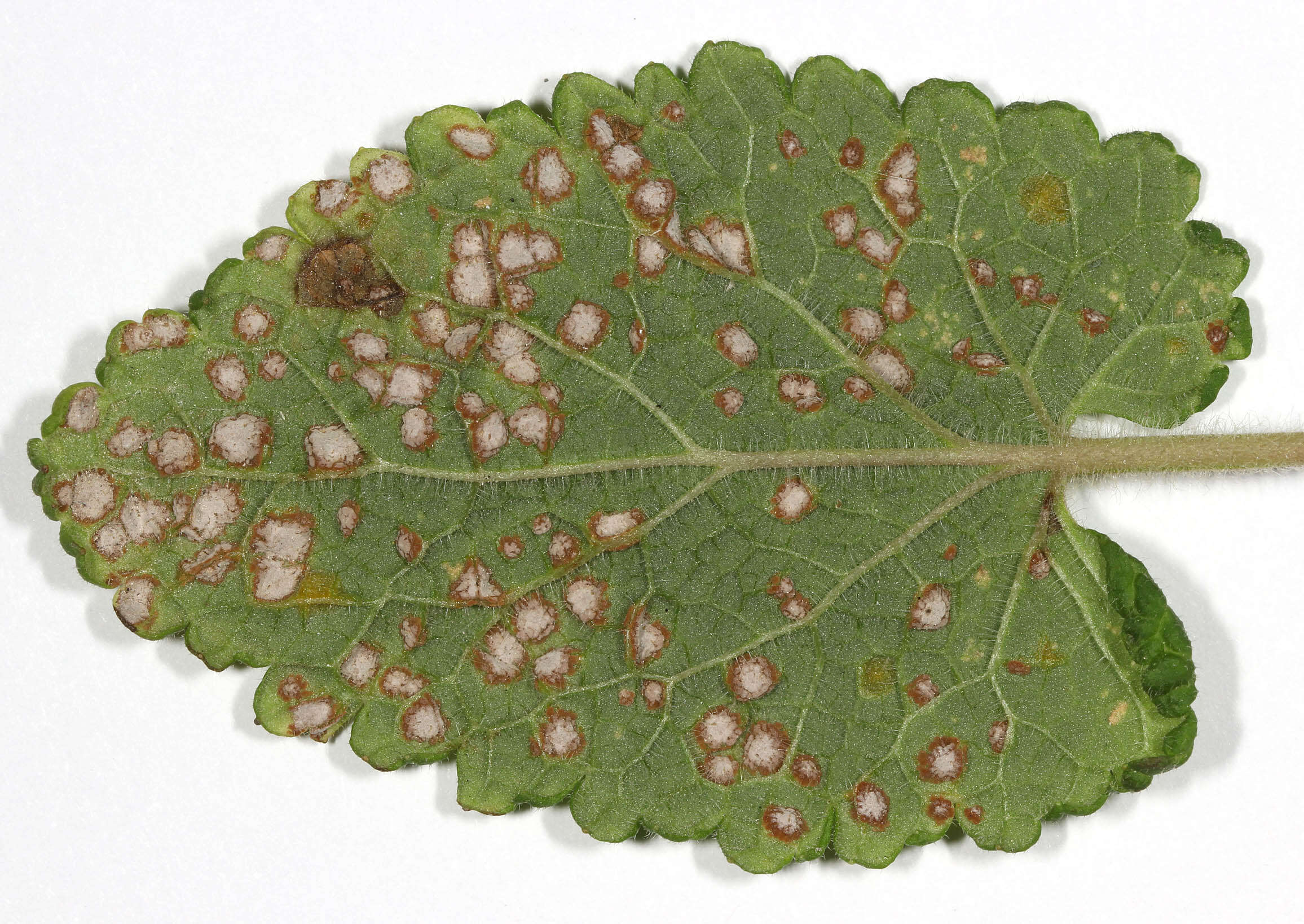 Imagem de Puccinia annularis (F. Strauss) G. Winter 1881