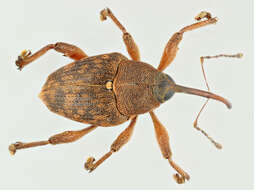 Curculio glandium Marsham 1802 resmi