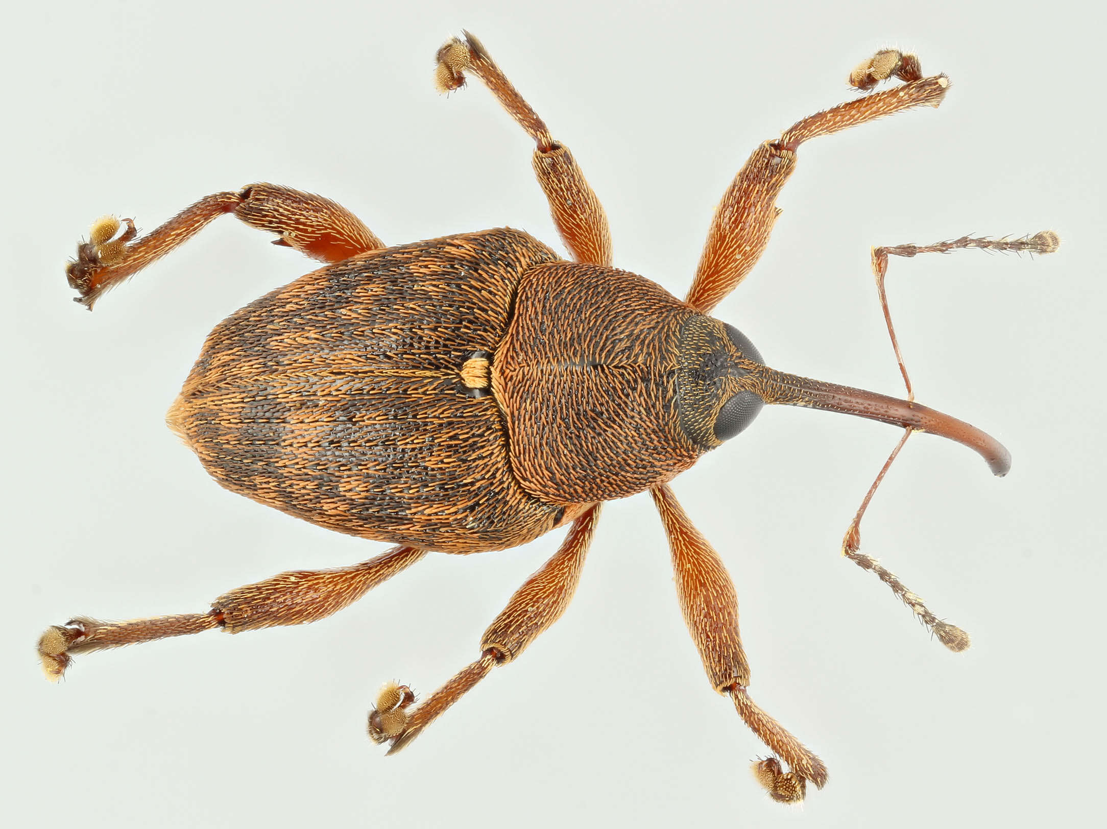 Image of Acorn weevil