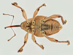 Curculio glandium Marsham 1802 resmi