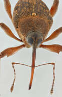 Curculio glandium Marsham 1802 resmi