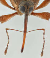 Curculio glandium Marsham 1802 resmi