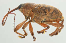 Curculio glandium Marsham 1802 resmi