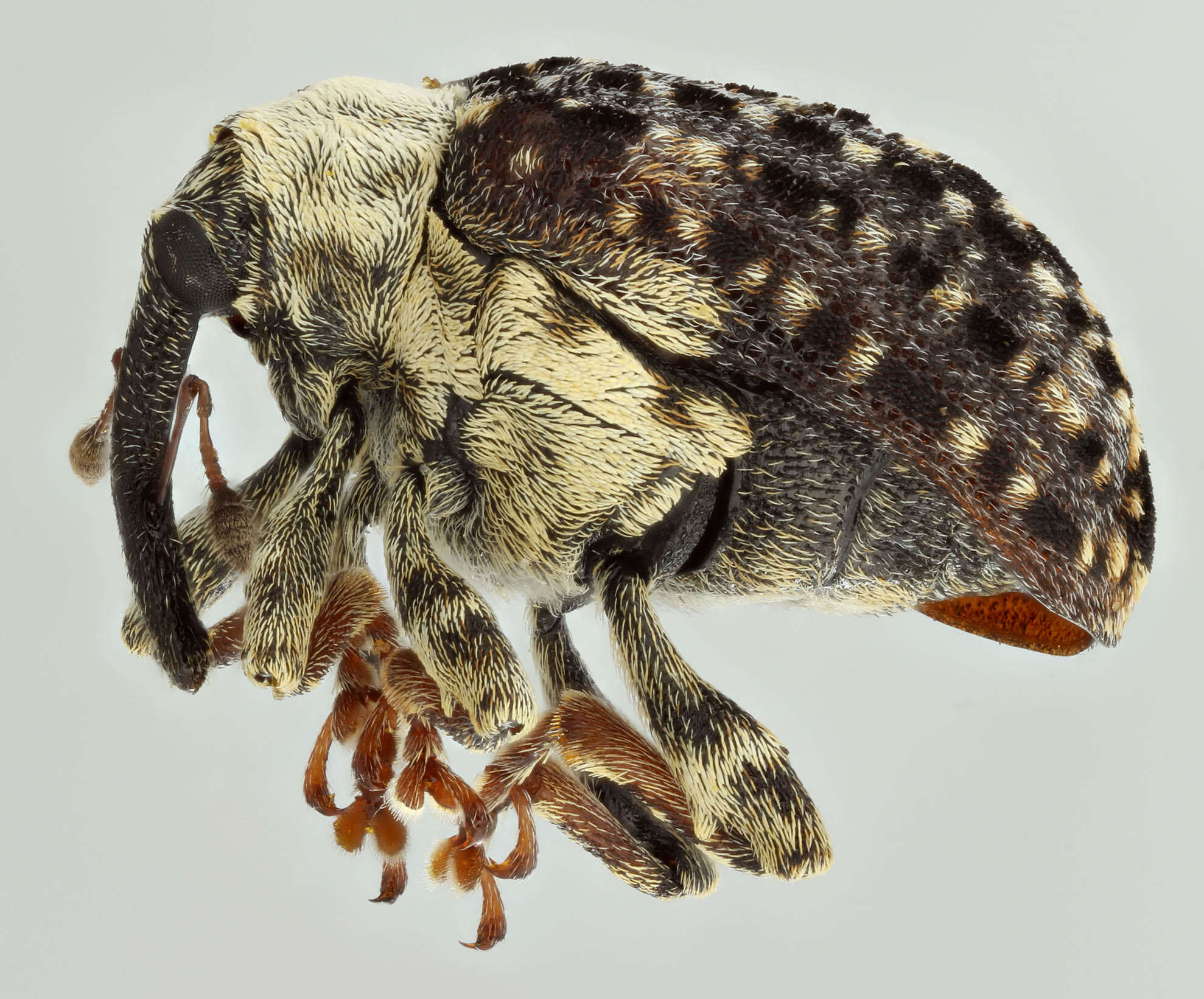 Image of Figwort weevil