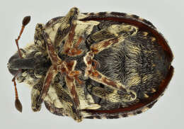 Image of Figwort weevil
