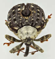 Image of Figwort weevil