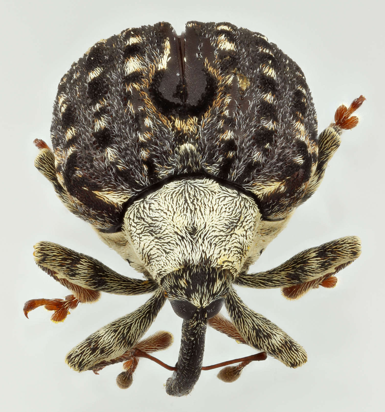 Image of Figwort weevil