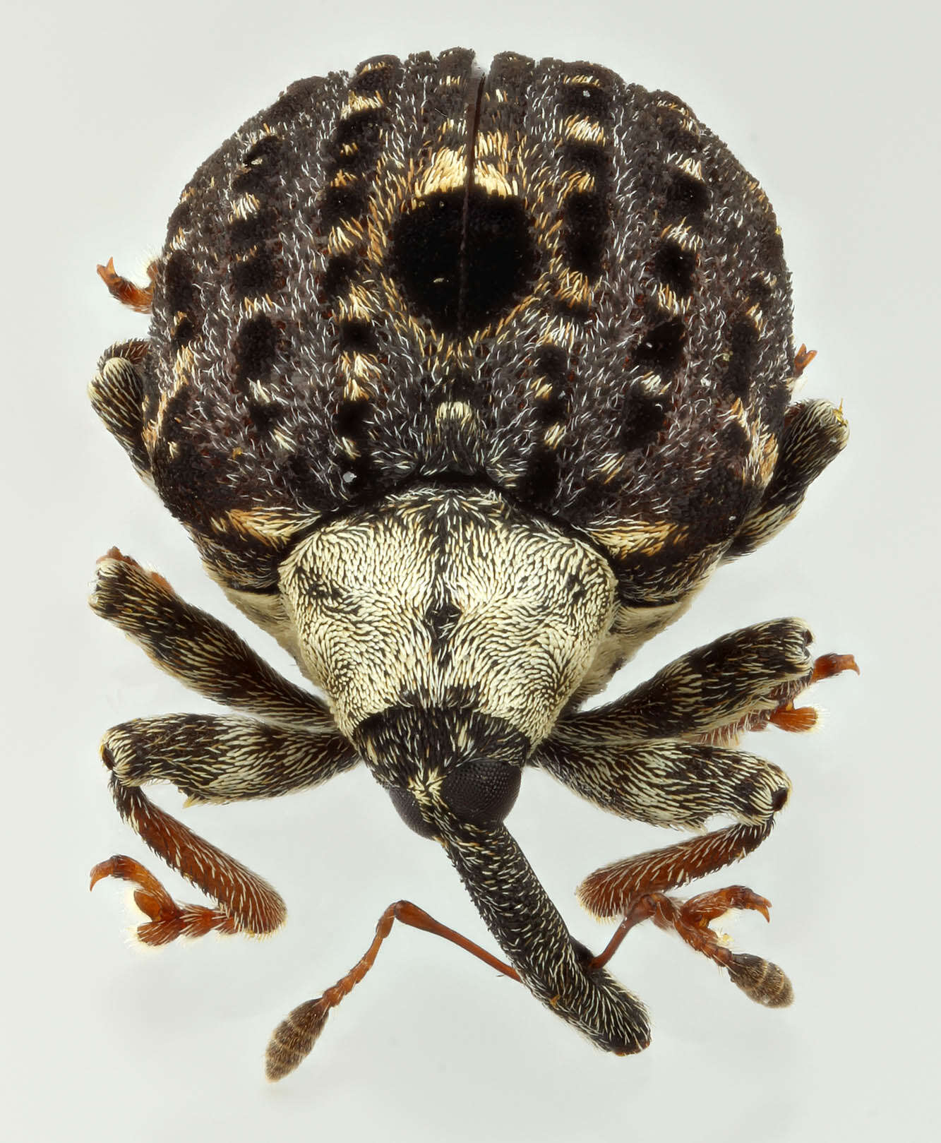 Image of Figwort weevil