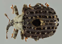 Image of Figwort weevil