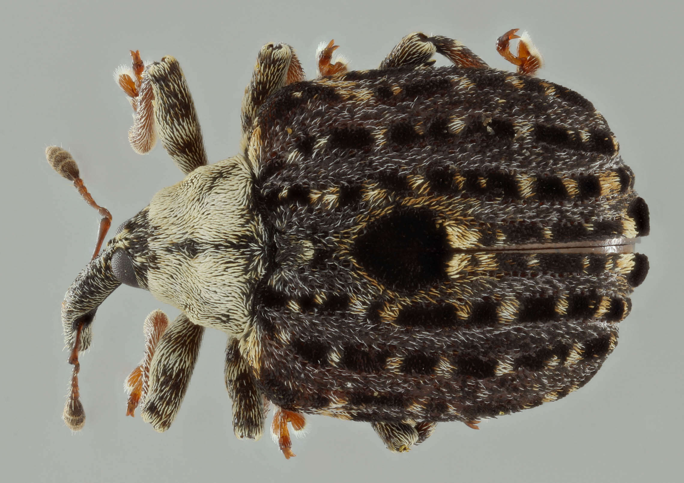 Image of Figwort weevil