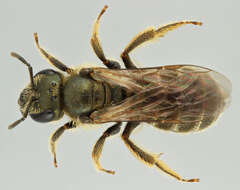 Halictus tumulorum (Linnaeus 1758)的圖片