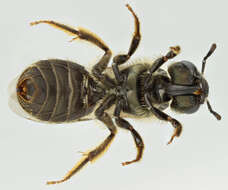 Halictus tumulorum (Linnaeus 1758)的圖片