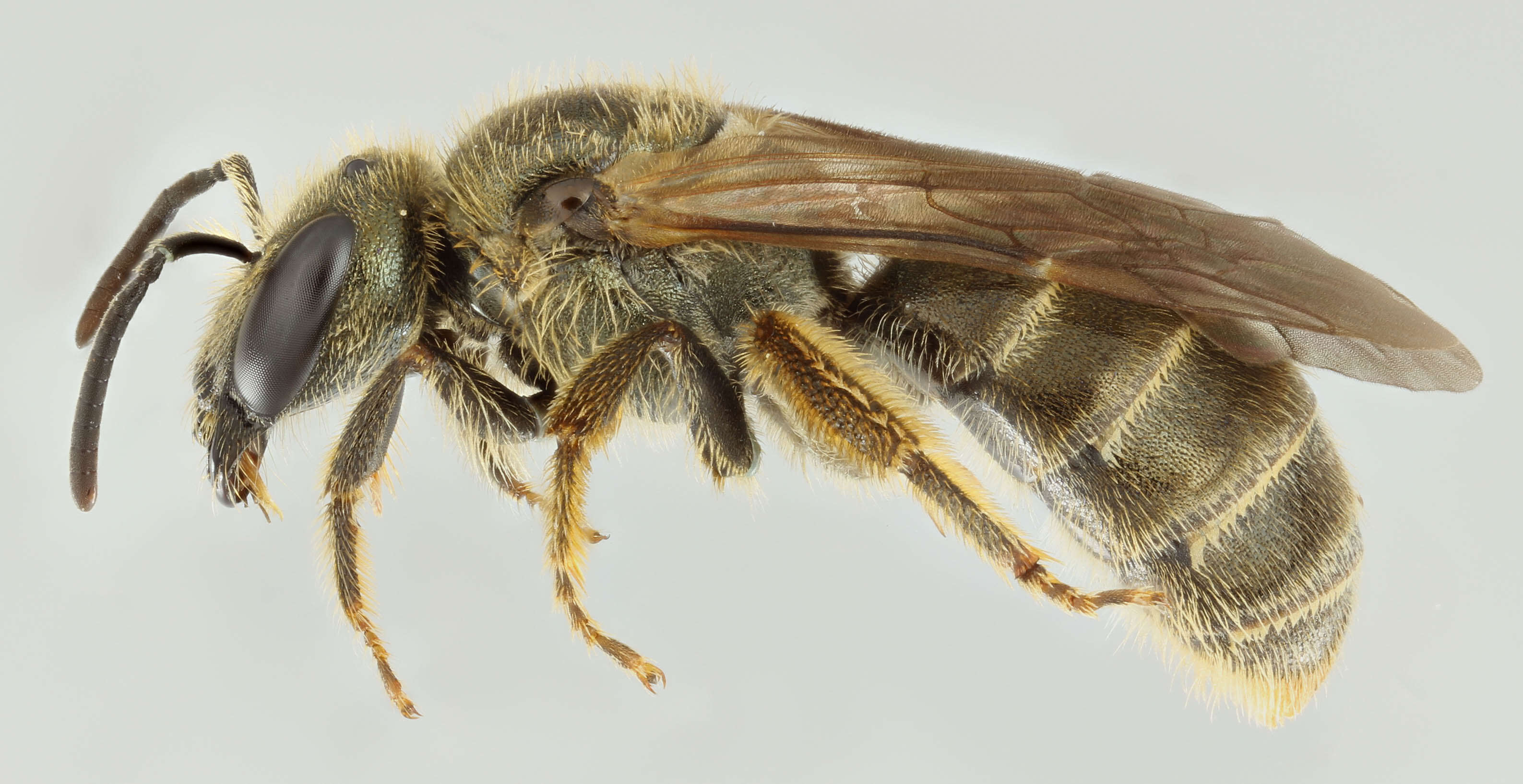 Halictus tumulorum (Linnaeus 1758)的圖片