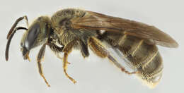 Halictus tumulorum (Linnaeus 1758)的圖片