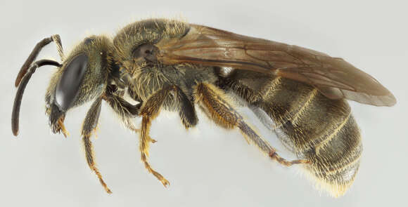 Halictus tumulorum (Linnaeus 1758)的圖片