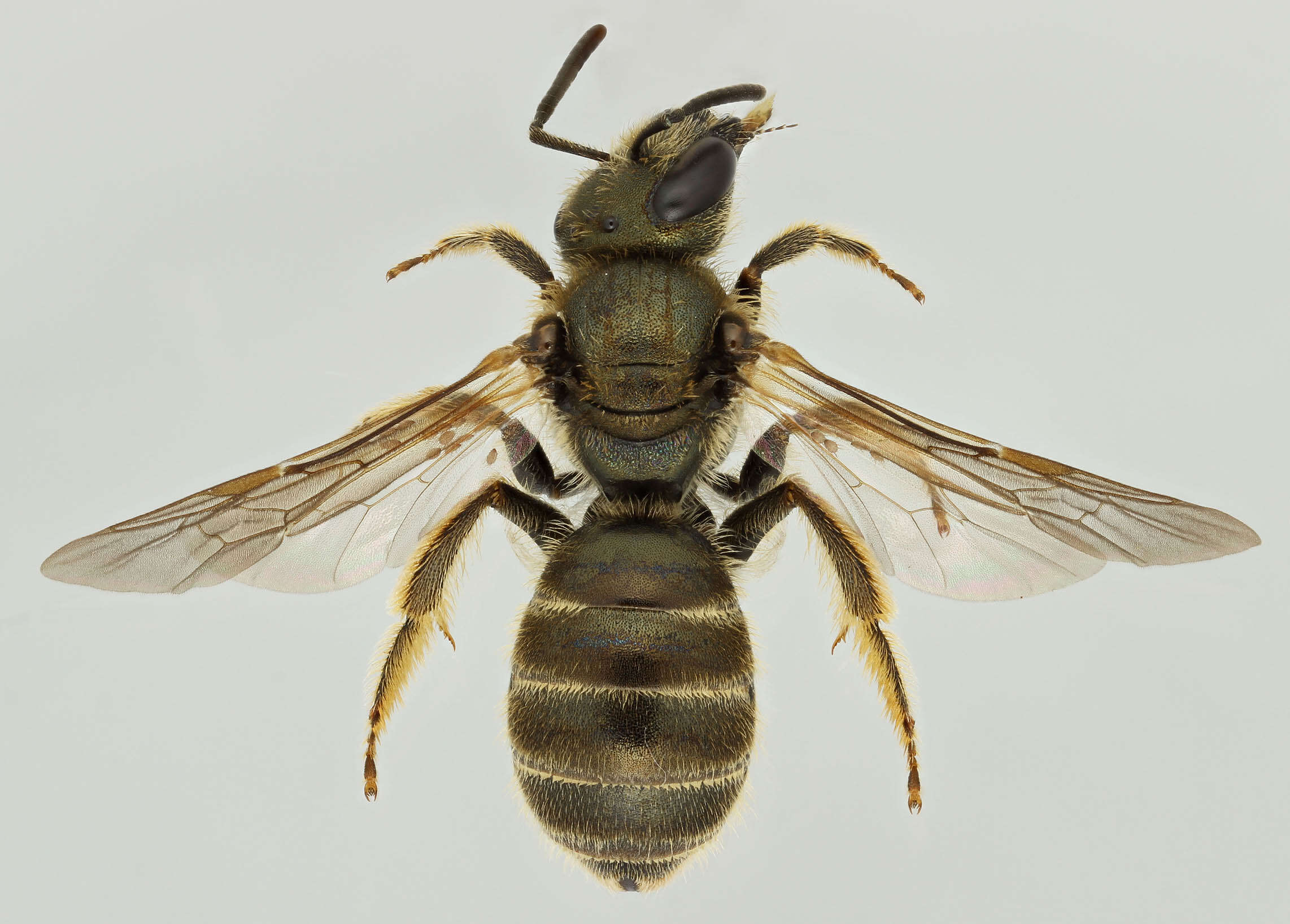 Image of Halictus tumulorum (Linnaeus 1758)