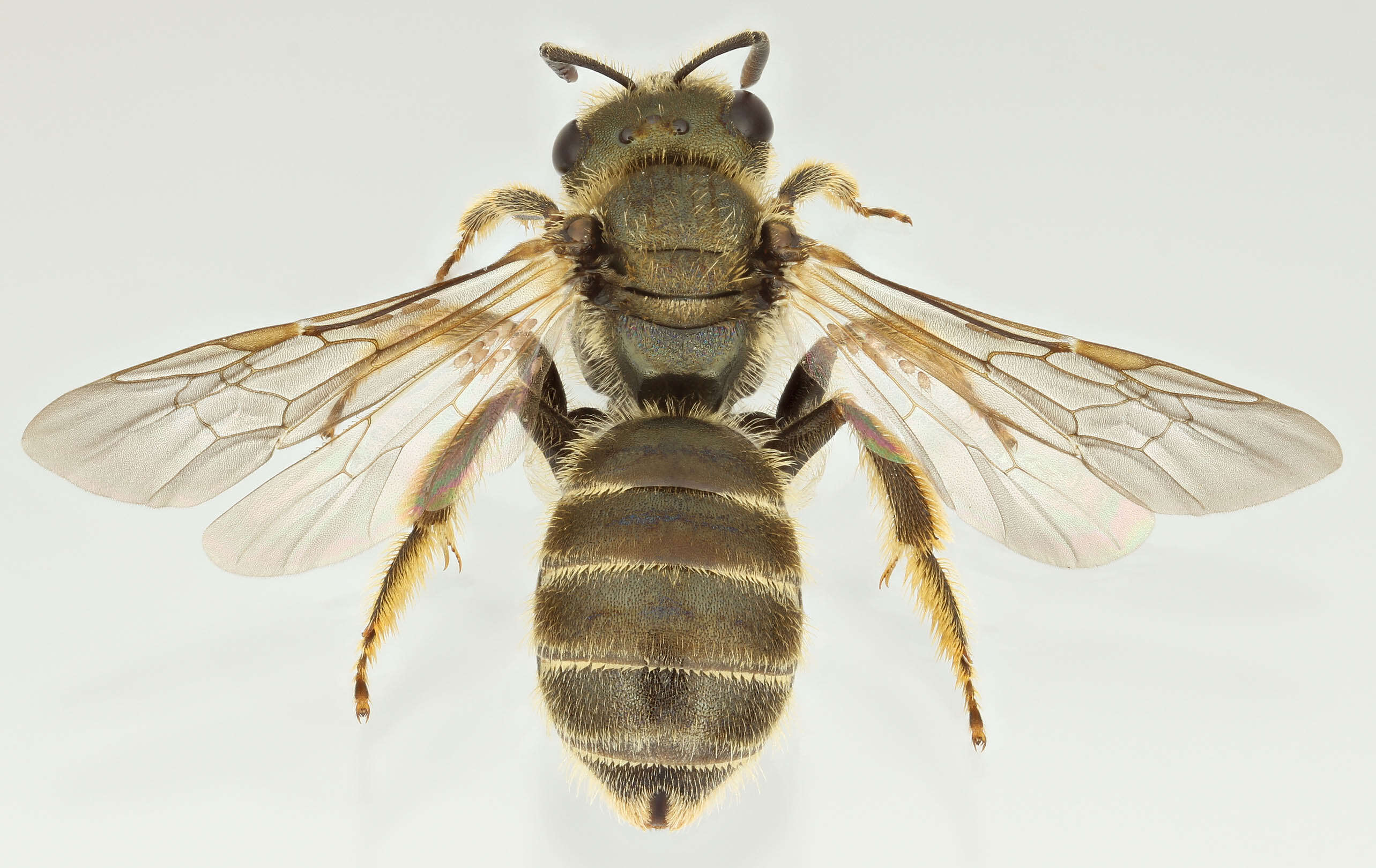 Image of Halictus tumulorum (Linnaeus 1758)