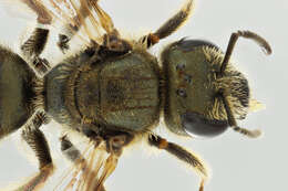 Halictus tumulorum (Linnaeus 1758)的圖片