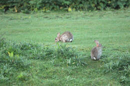 Image of Oryctolagus Lilljeborg 1873