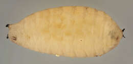Image of Phytomyza ranunculi (Schrank 1803)