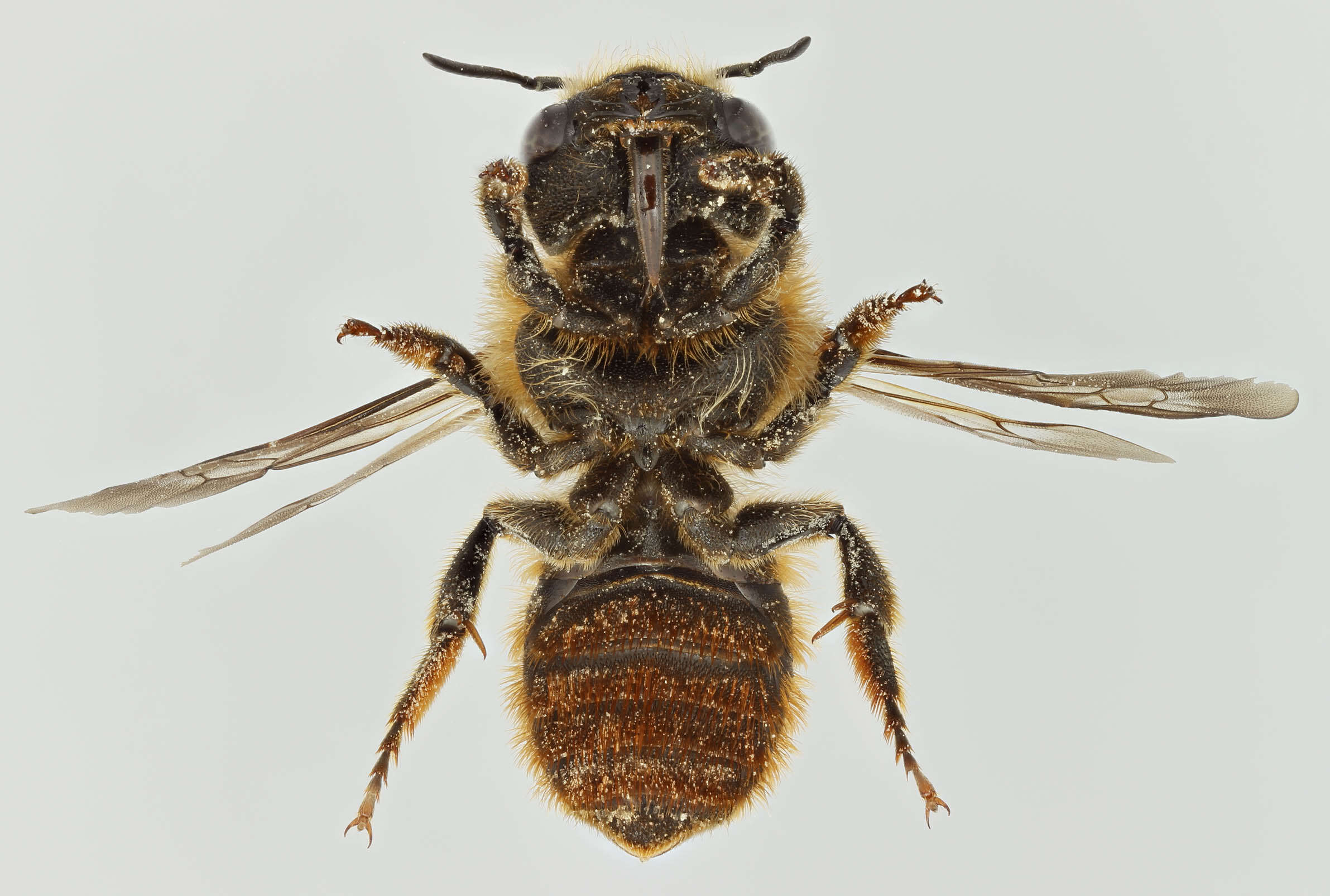 Image of Osmia aurulenta (Panzer 1799)