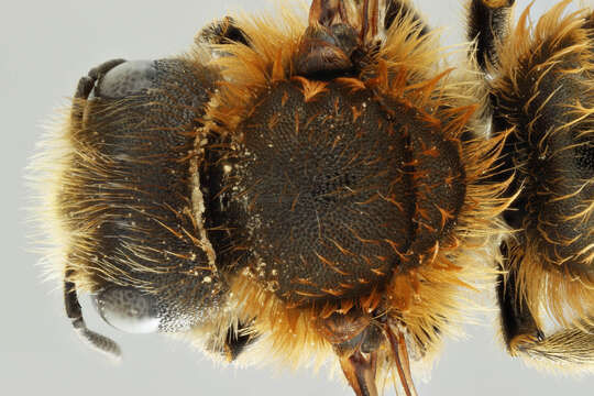 Image of Osmia aurulenta (Panzer 1799)