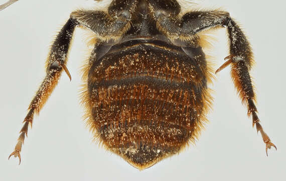 Image de Osmia aurulenta (Panzer 1799)