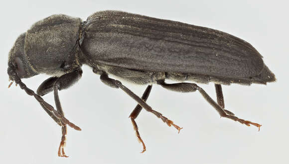 Image of Black Spruce Borer