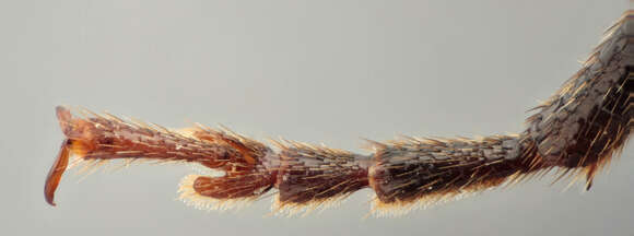 Image of Black Spruce Borer