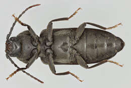 Image of Black Spruce Borer