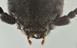 Image of Black Spruce Borer