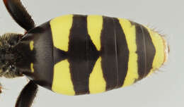 Image of Nomada marshamella (Kirby 1802)