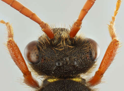 Image of Nomada marshamella (Kirby 1802)